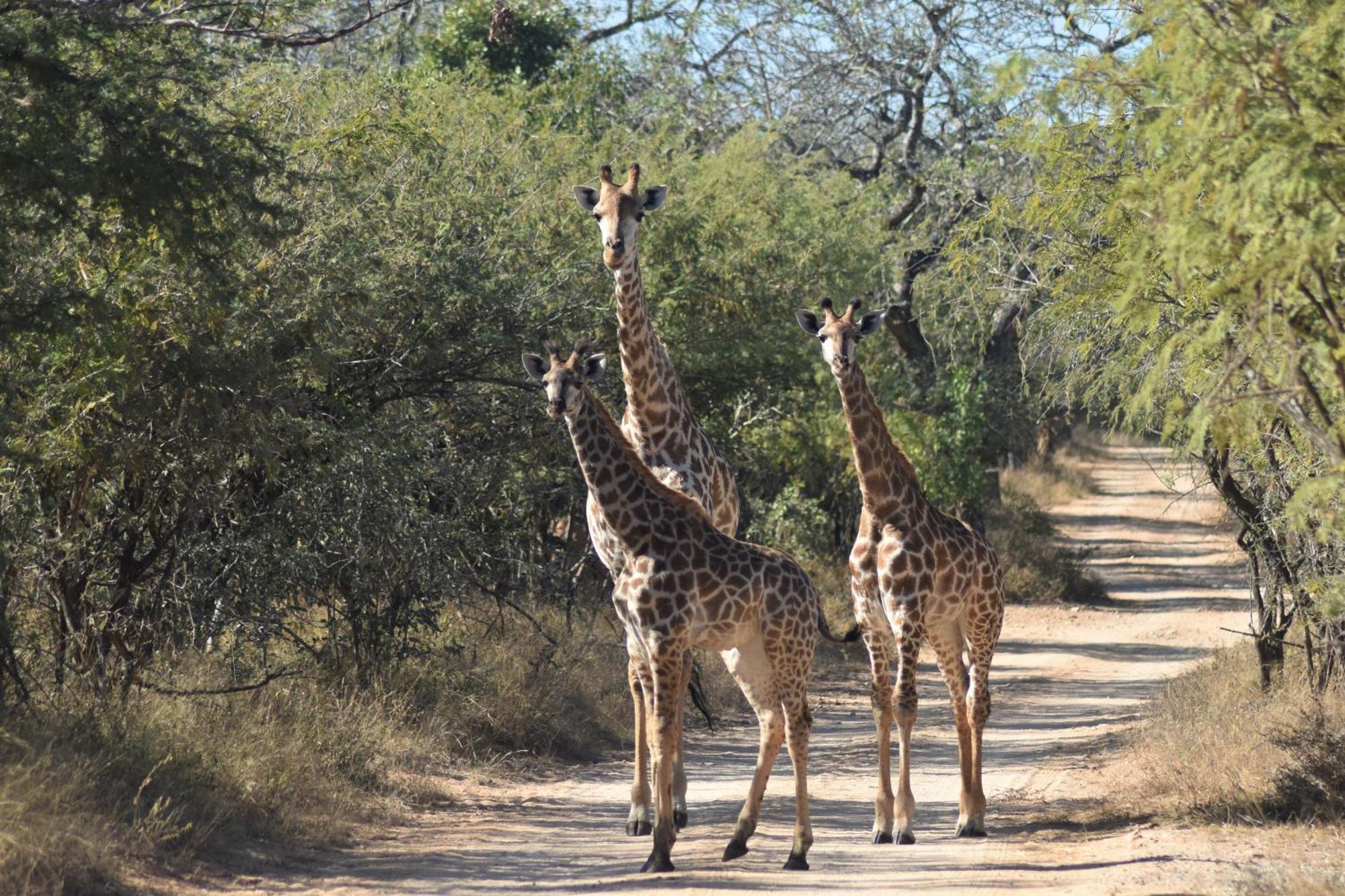 The Baobab Bush Lodge And Villa フッドスプルイト エクステリア 写真