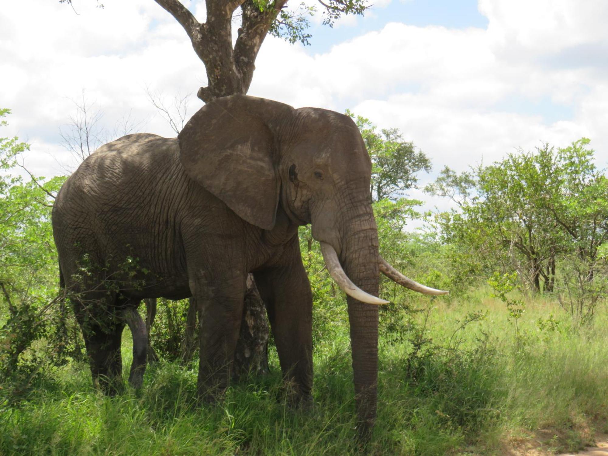 The Baobab Bush Lodge And Villa フッドスプルイト エクステリア 写真